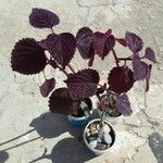 Plectranthus scutellarioides 葉