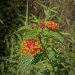 Lantana × strigocamara Flower