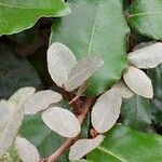 Elaeagnus × submacrophylla Leaf