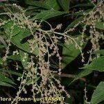 Gesnouinia arborea Flower