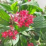 Pentas lanceolataBlomst