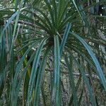 Pandanus tectorius Leaf