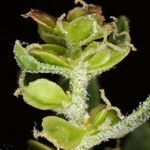 Grayia spinosa Fruto