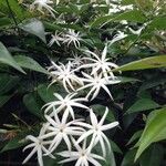 Jasminum nitidum (Angelwing Jasmine)Fiore