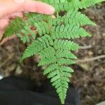 Dryopteris carthusianaLeaf