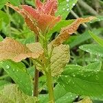 Spiraea salicifolia 葉