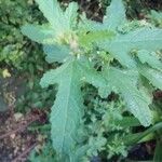 Lavatera bryoniifolia Leaf