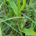 Dactylorhiza sambucina Folio