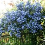 Ceanothus arboreus ফুল