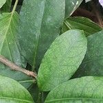 Brunfelsia pauciflora Yaprak