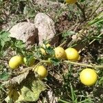 Solanum linnaeanum Ovoce