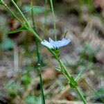 Cichorium intybus Leaf