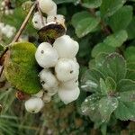 Symphoricarpos albusফল