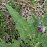 Symphytum officinale Листок