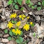 Senecio ampullaceus Flower