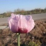 Papaver somniferumFlower