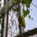 Luffa cylindrica Fruit