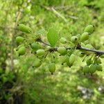 Berberis asiatica Habitus