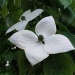 Cornus kousa Floare