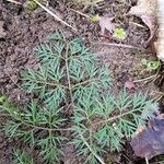 Conopodium majus Leaf