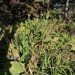 Canna glauca Агульны выгляд