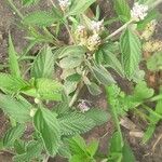 Lippia albaبرگ