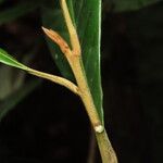 Pouteria austin-smithii Hoja