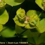 Euphorbia esula Flower