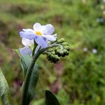 Myosotis nemorosa Flower