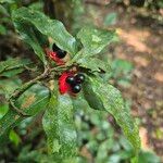 Ochna membranacea Lehti