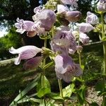 Penstemon cobaea Flower