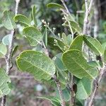 Hunga minutiflora Leaf