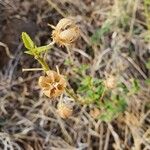 Hibiscus aponeurus Fruto
