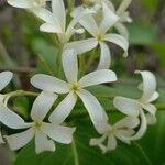 Holarrhena pubescens Blomma