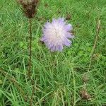 Knautia arvensis Flor