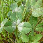 Trifolium fucatum Deilen