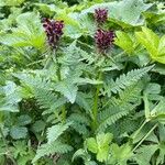 Pedicularis recutita Habit