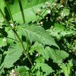 Crassocephalum crepidioides Blatt
