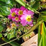 Primula rosea Flower