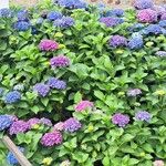 Hydrangea macrophyllaBlomma