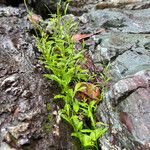 Gamochaeta purpurea List