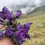 Campanula alpina Blomst