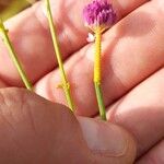 Polygala longicaulis 花