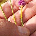 Polygala longicaulis Flower