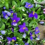 Exacum trinervium Blatt