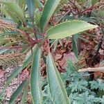 Cunonia capensis Hoja