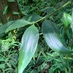 Nageia nagi Leaf