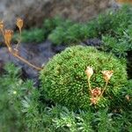 Saxifraga moschata Natur