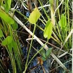 Pontederia cordata Blad