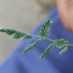 Hoffmannseggia glauca Leaf